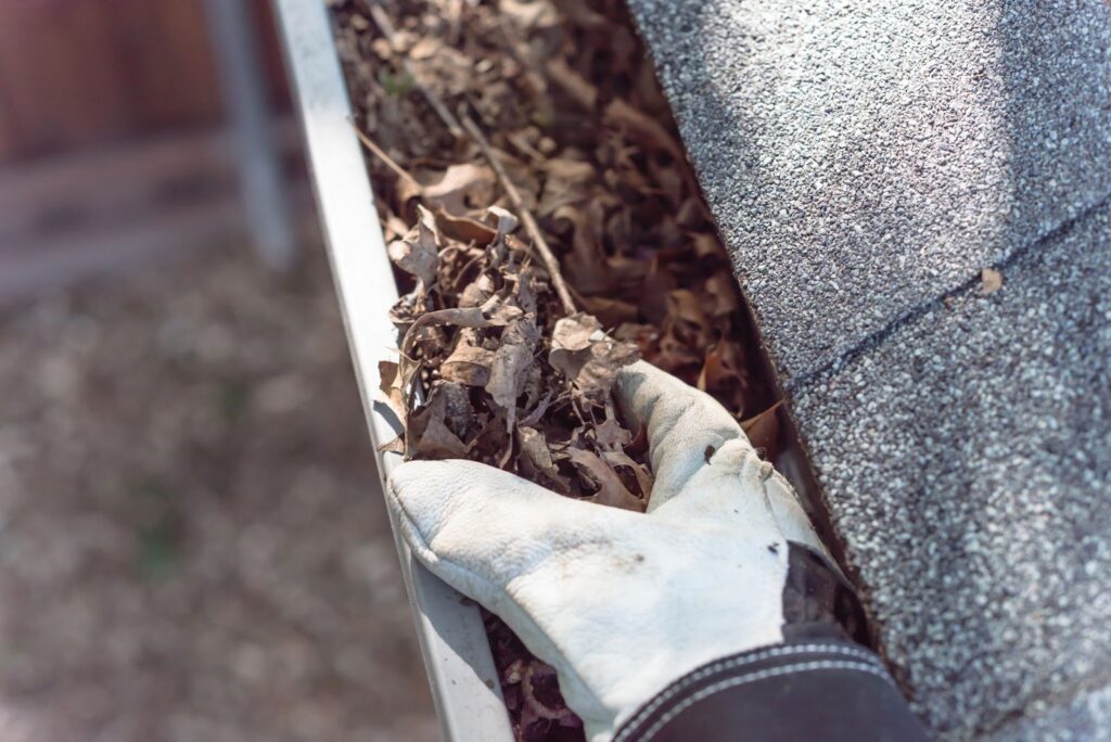 Hand in glove removing leaves from a gutter.