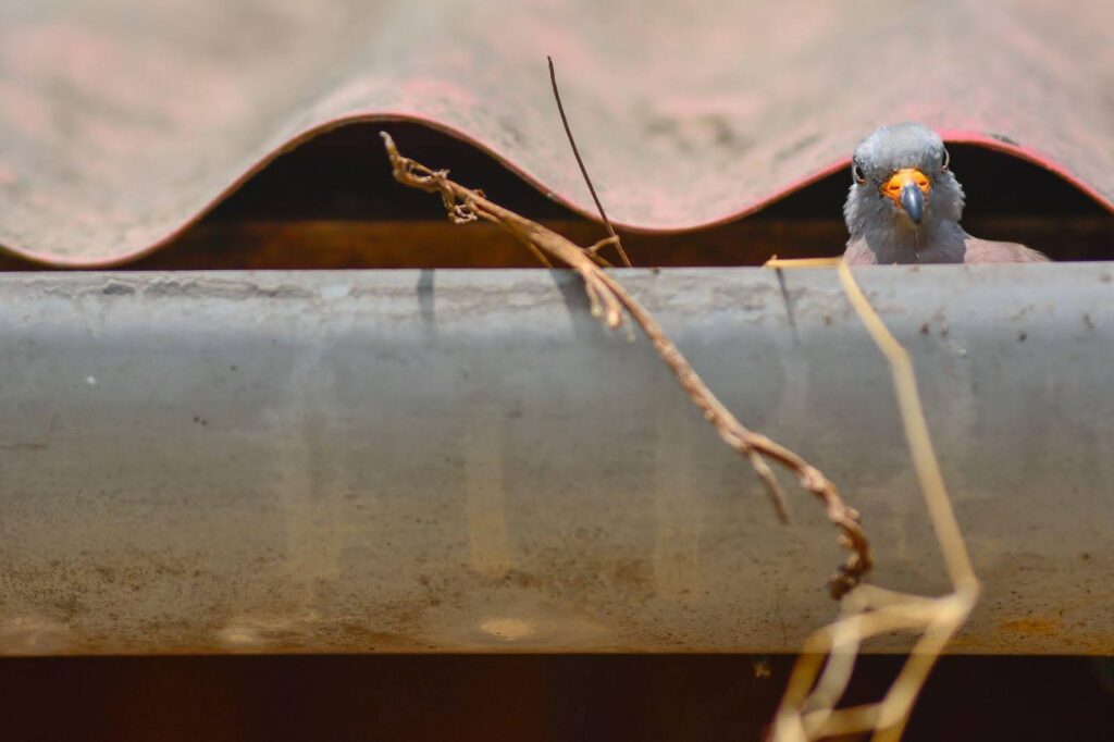 A bird is peeking out from the side of a roof its head tilted as it surveys the surroundings