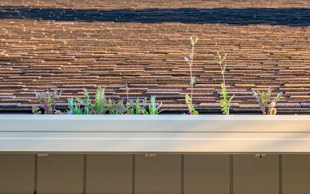 A small plant sprouting from a house roof highlighting the blend of nature and architecture